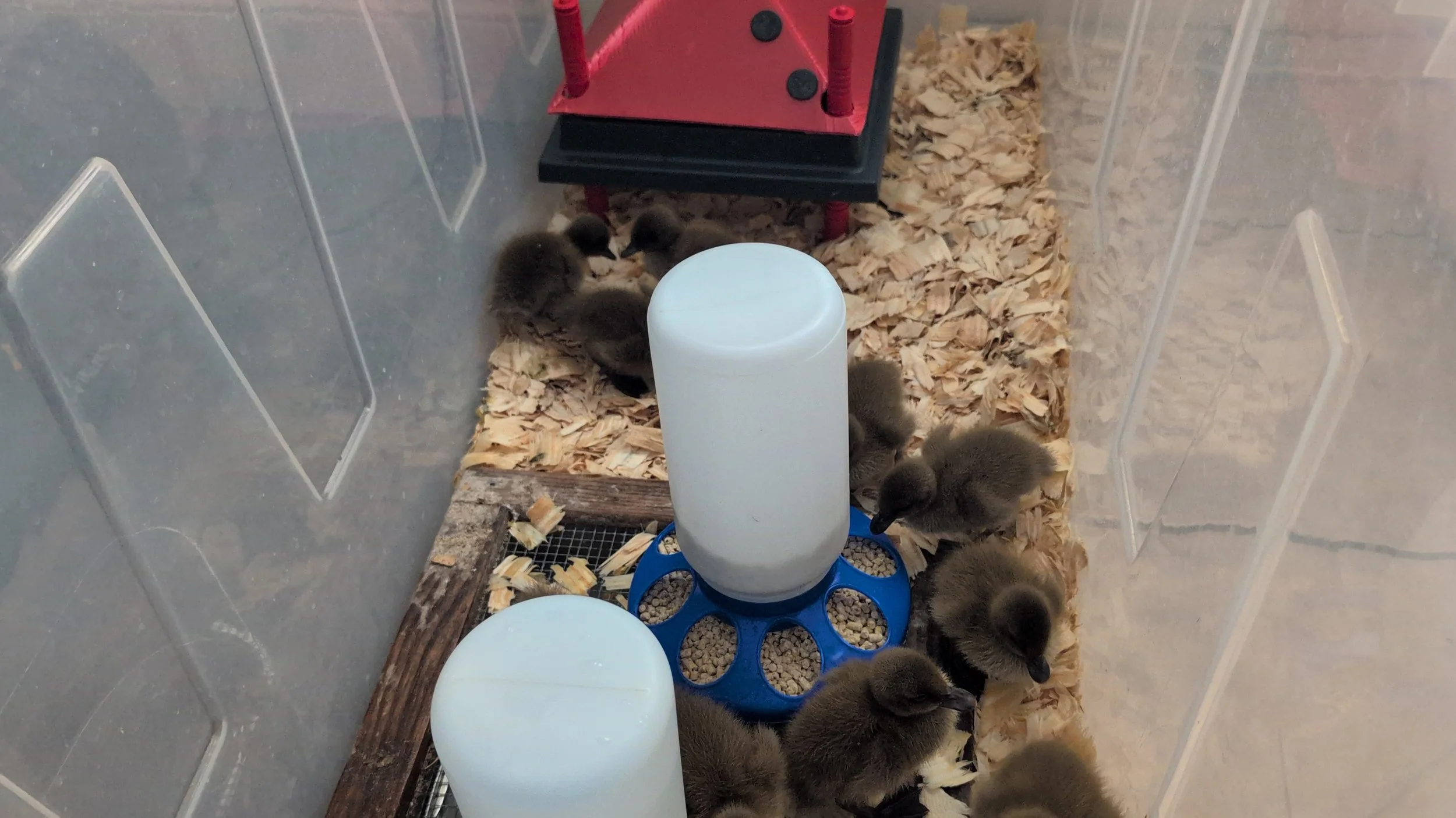 Hatch & Brood Rentals