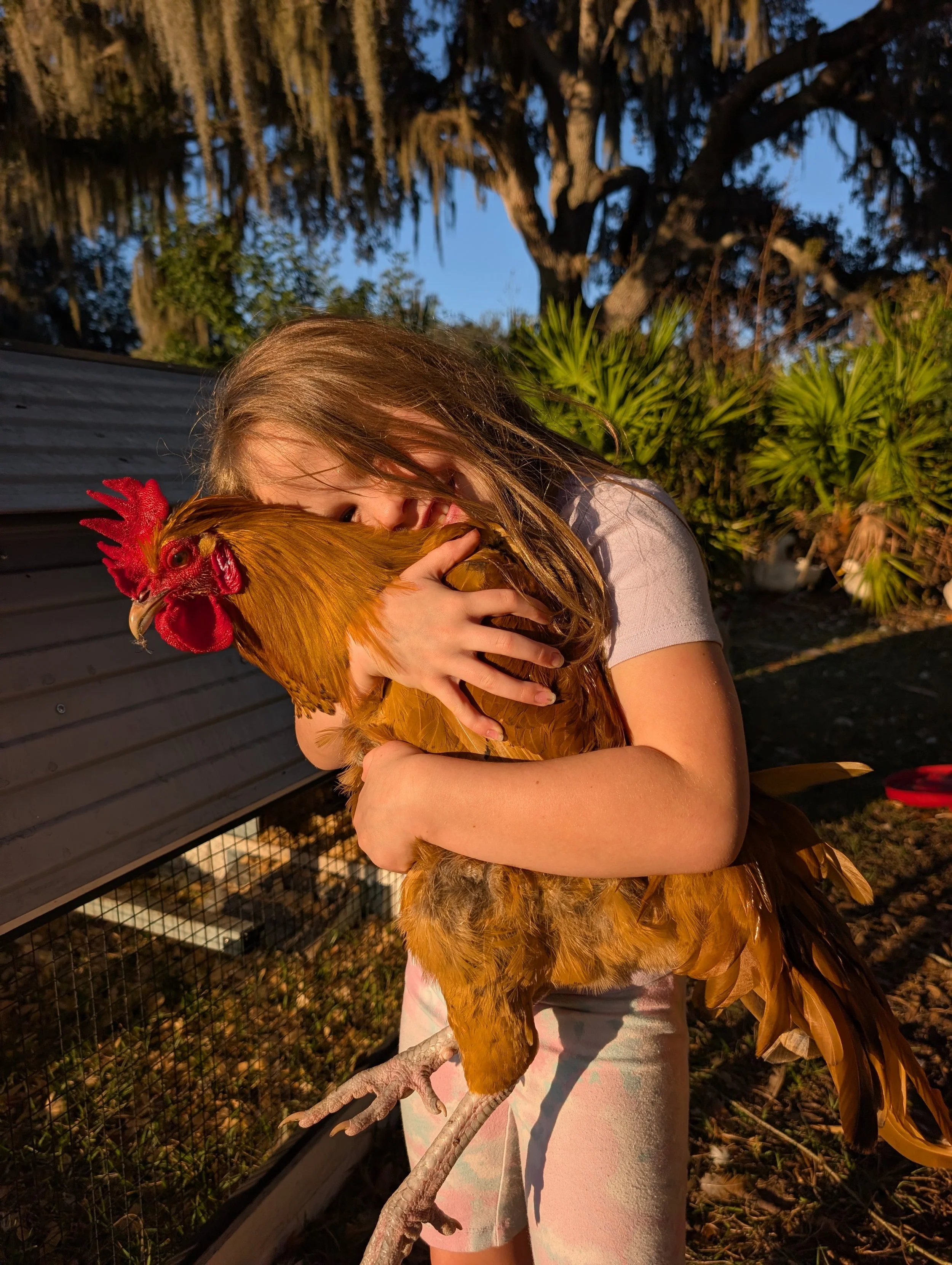 A girl holding a large chicken outdoors during sunset, with trees and plants in the background.