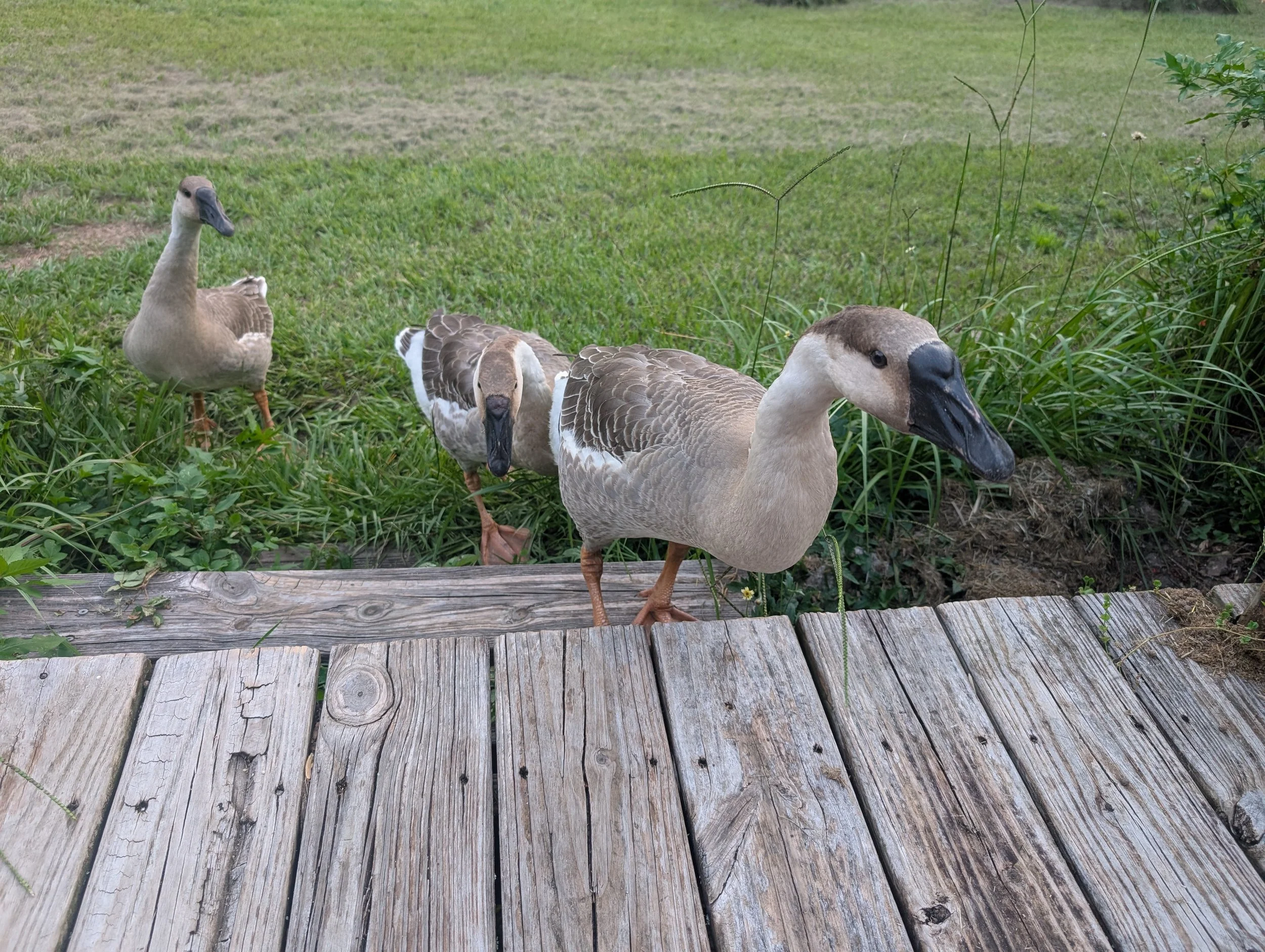 Three ducks with brown and white feathers standing on a grassy area near a wooden walkway, with some plants and greenery in the background.