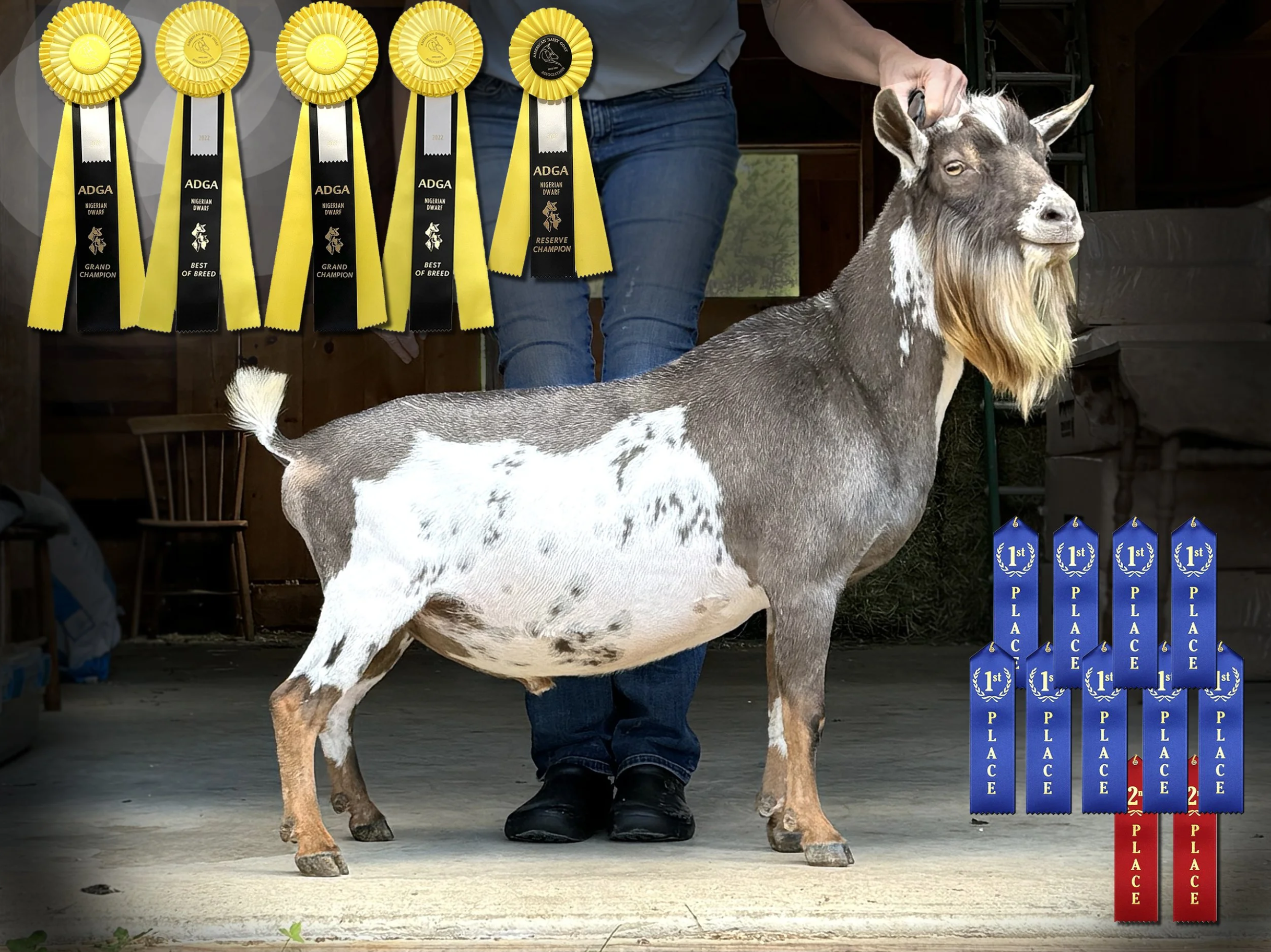 Haymaker Farm Hero of Ukraine +B (photo courtesy Haymaker Farm)