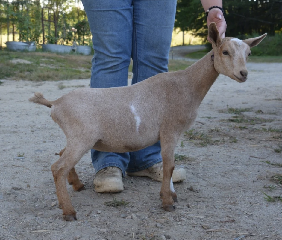 D: Prince Well Farm SC Daiquiri (pictured as a dry yearling) (photo courtesy Prince Well Farm)