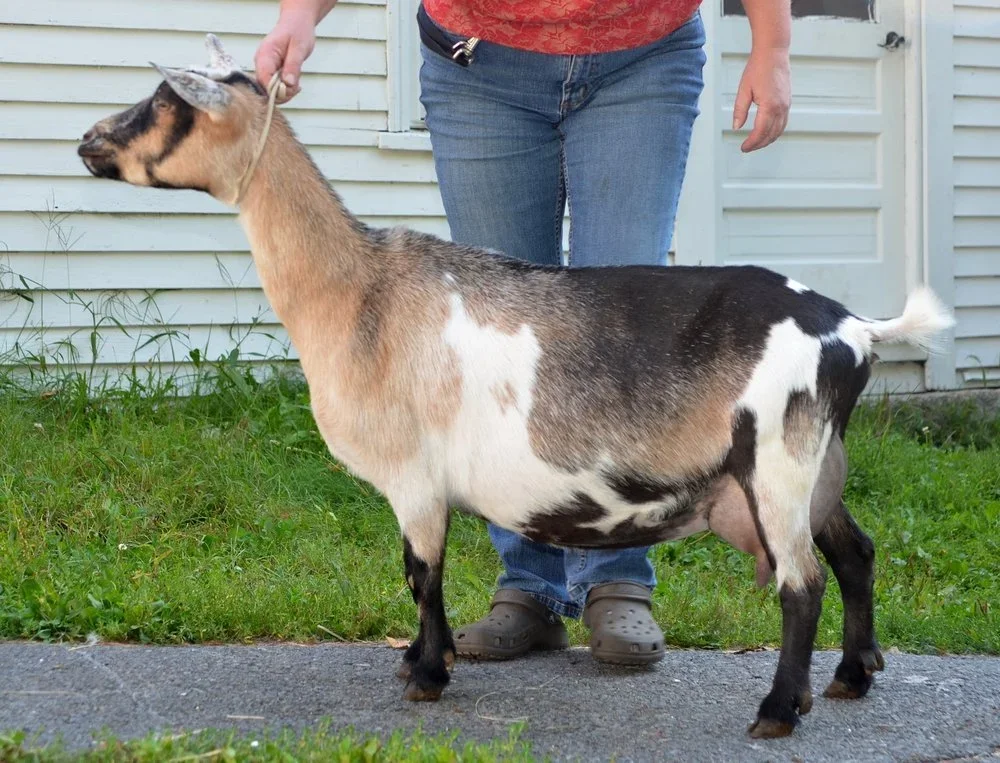 DSD: SG AR Sugar Moon Dolly Madison 3*M VEEE 90 Elite (photo courtesy Lone Feather Farm)