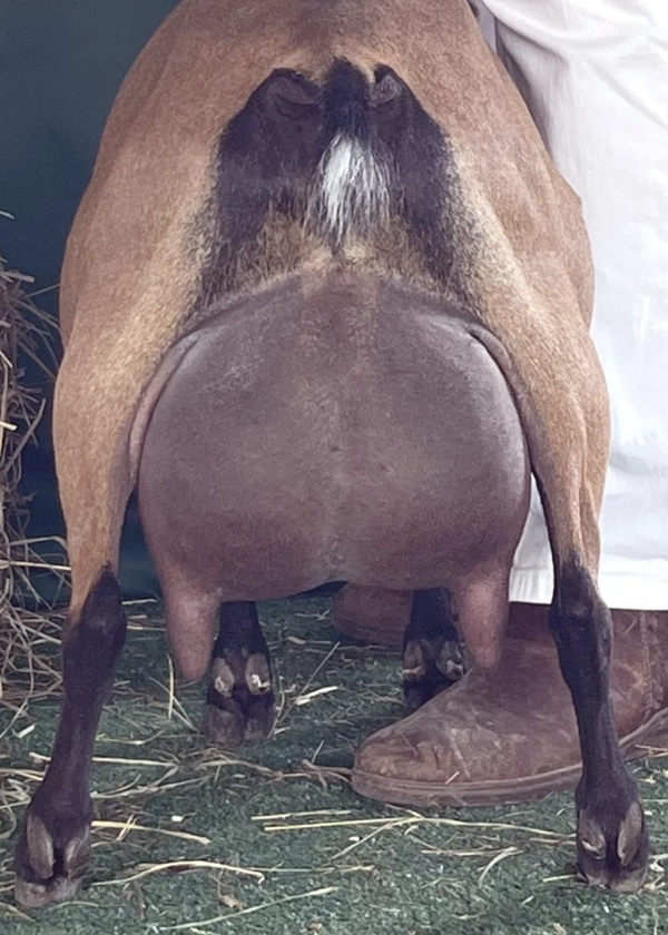 D: GCH FeatherNScale Lemon Zest 5*M (photo courtesy Haymaker Farm)