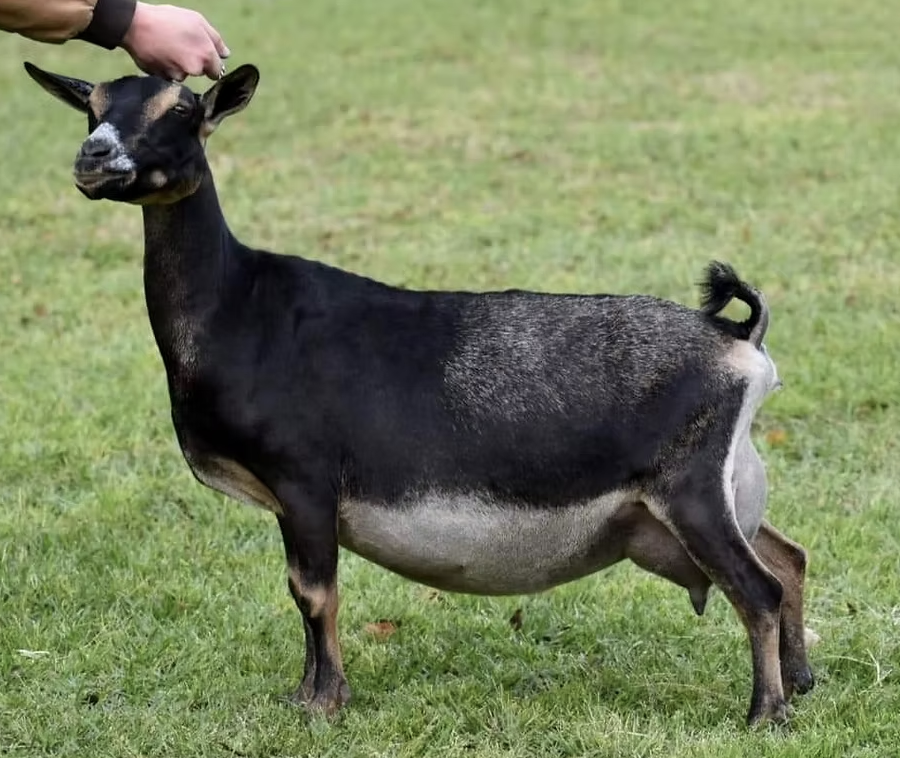 SD: GCH 40 West Farm Mary Jane 1*M EX 90 (photo courtesy Drewem Nigerians)