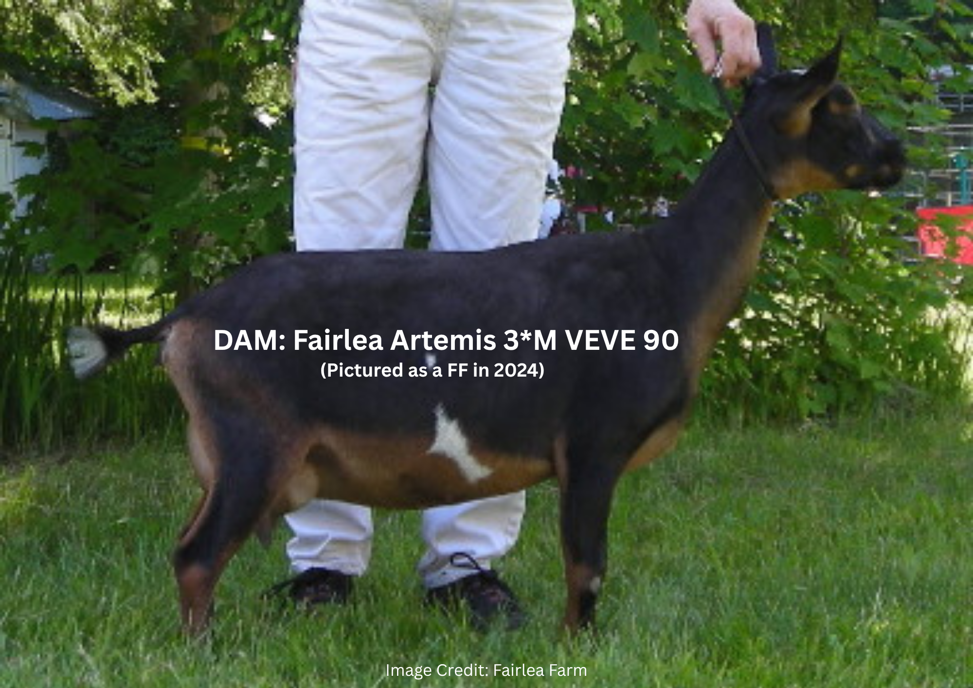 DAM Fairlea Artemis 3M VEVE 90 (2).png