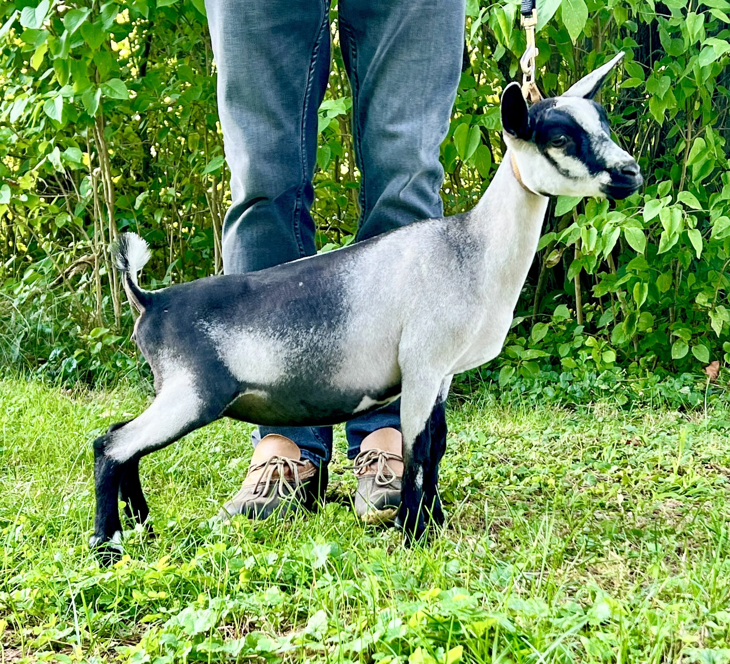 Lemon at 4 months old