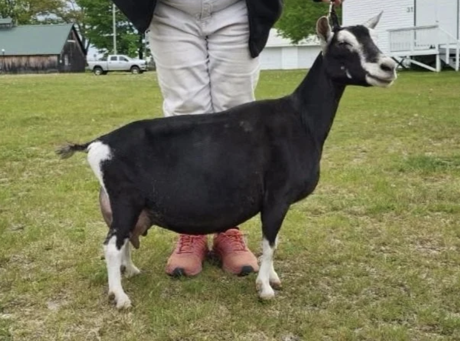 DD: FeatherNScale Orchid 4*M EEEV 90 (photo courtesy Prince Well Farm)
