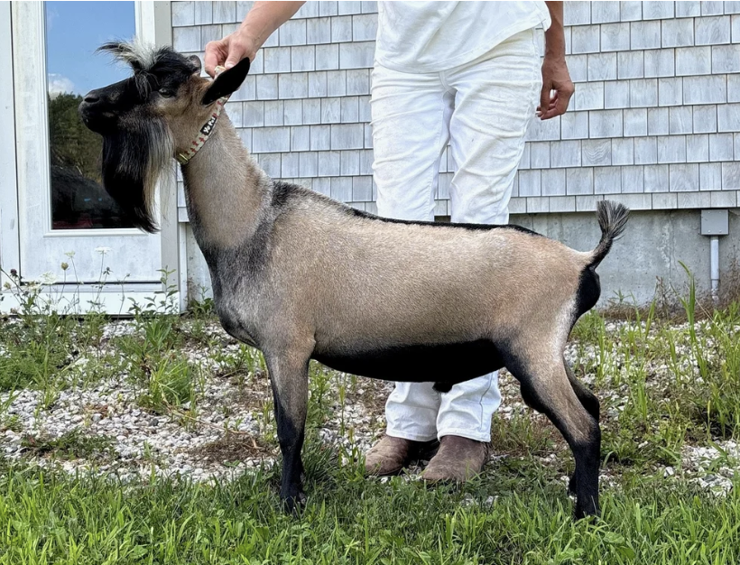 Haymaker Farm HRH Hunky Dory *B (photo courtesy Haymaker Farm)