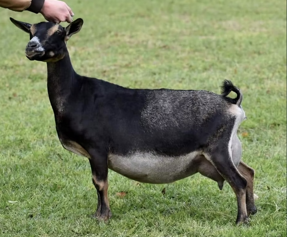 SSD: GCH 40 West Farm Mary Jane 1*M EX 90 (photo courtesy Drewem Nigerians)