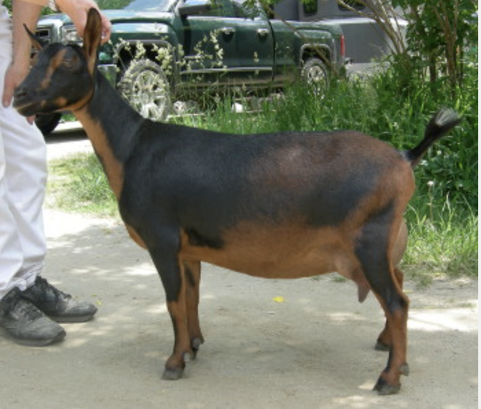DD: GCH Fairlea Minerva 3*M VVEE 90 (pictured as a first freshener) (photo courtesy Fairlea Farm)