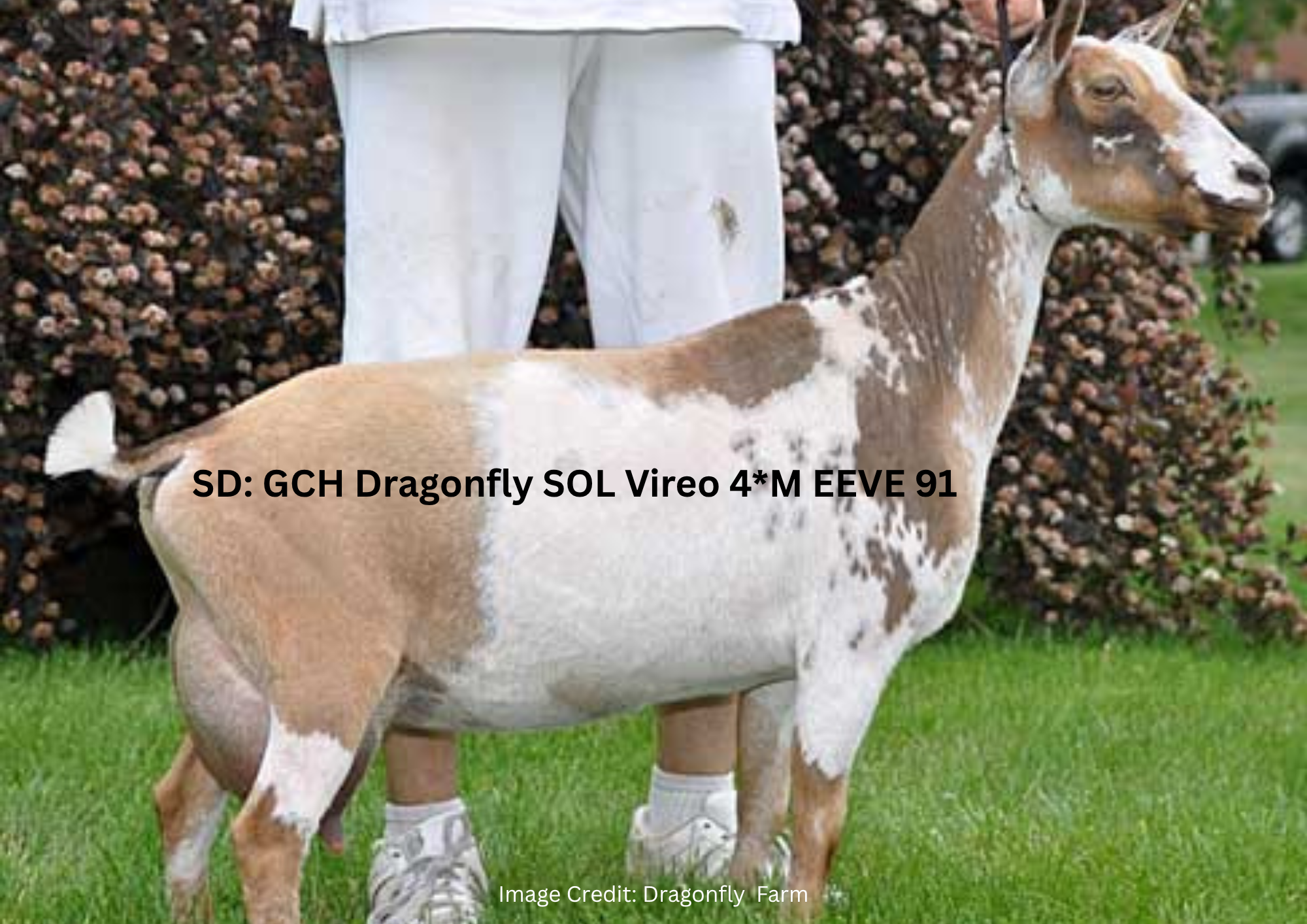 DAM Fairlea Artemis 3M VEVE 90 (3).png