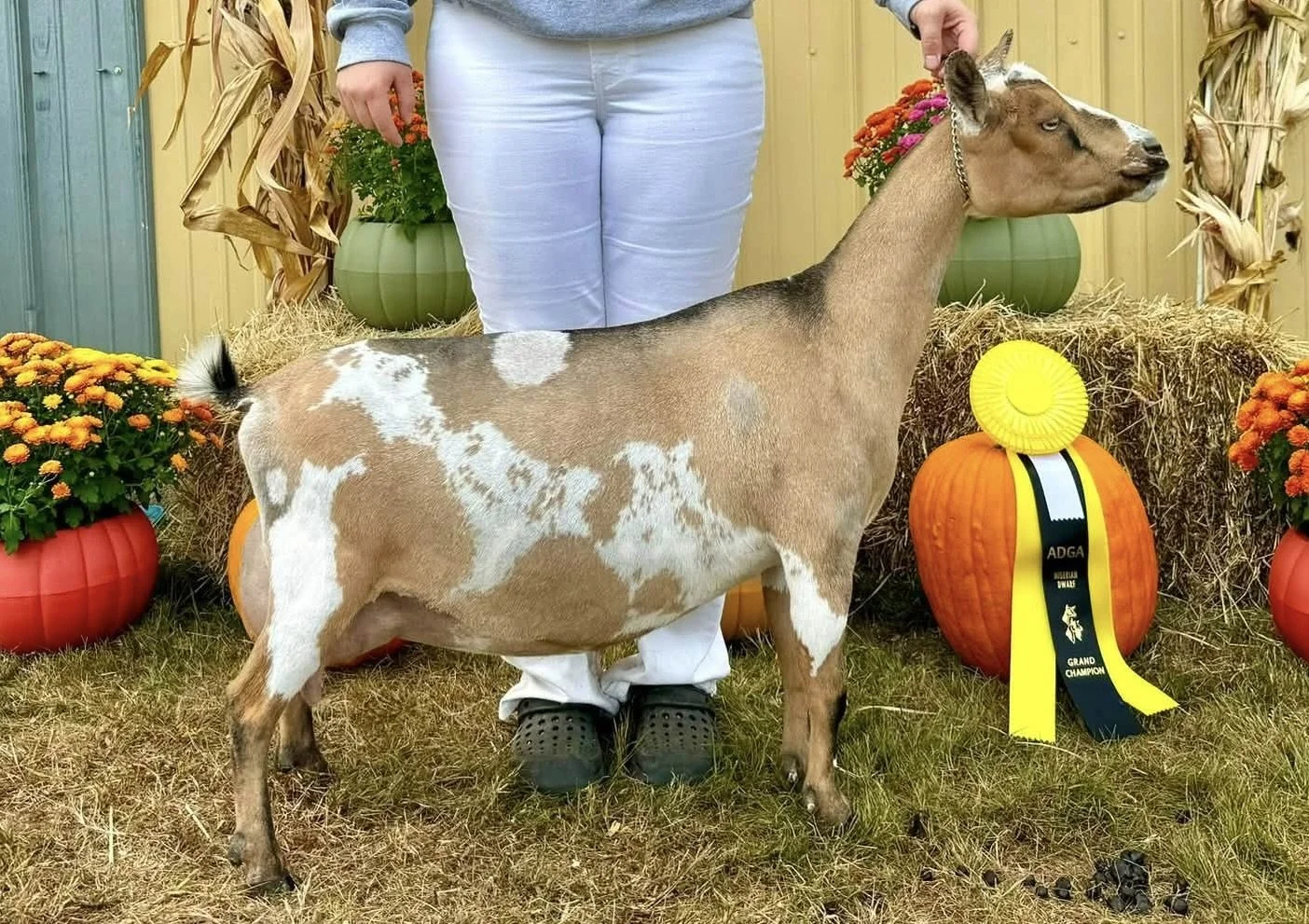 D: CH Chickadee Farm P Kassiopeia (photo courtesy Chickadee Farm)