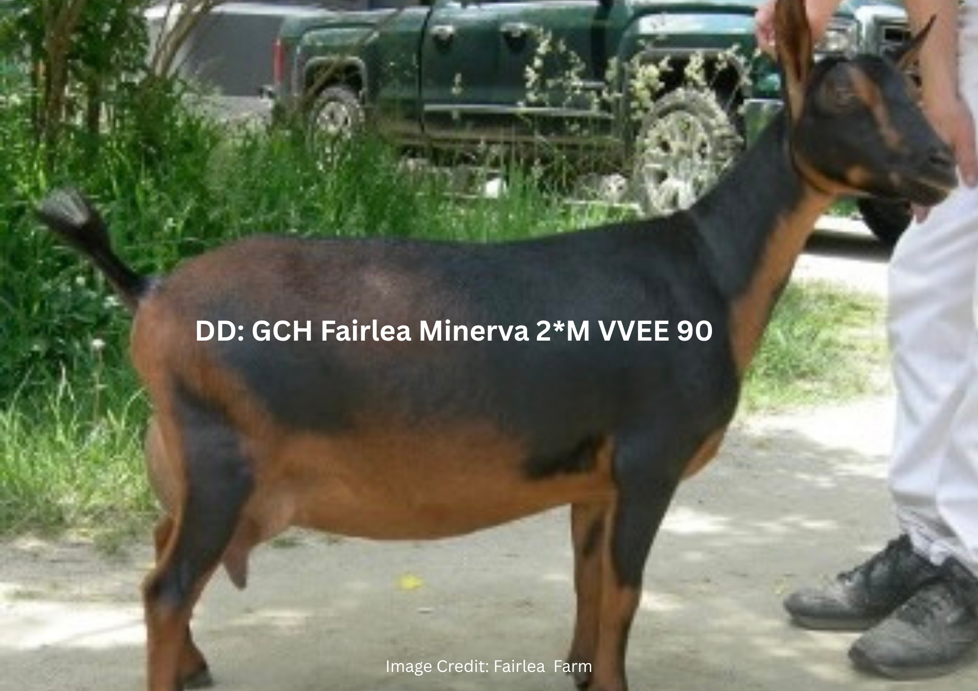 DAM Fairlea Artemis 3M VEVE 90 (4).png
