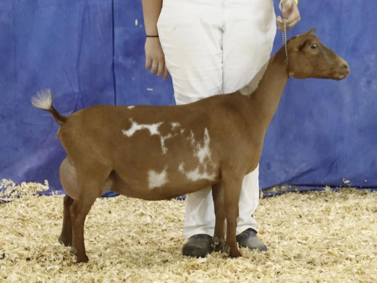 SSD: GCH Wood Bridge Farm Hnysucklerose 3*M +EVE 89 (photo courtesy Winning Streak)