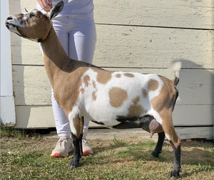 DD: Old School Creamery Katja Jr (photo courtesy Chickadee Farm)