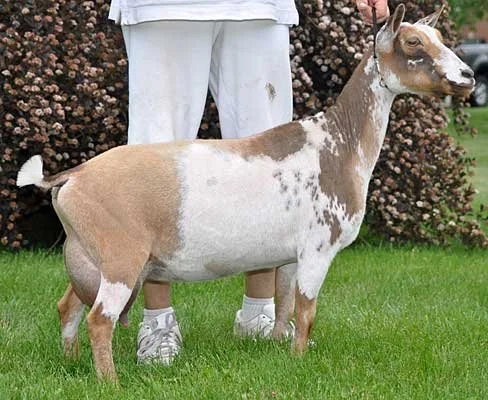 SD: GCH Dragonfly SOL Vireo 4*M EEVE 91 (photo courtesy Dragonfly Farm)
