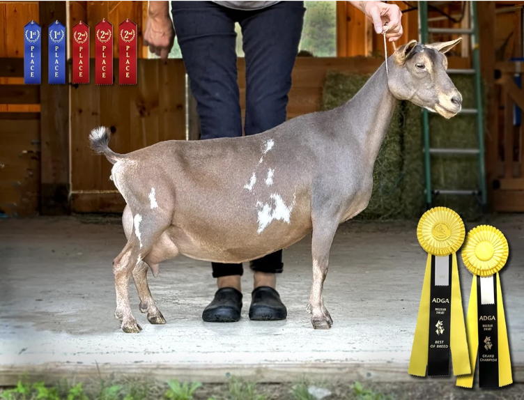 D: FeatherNScale ChocolateDipped 4*M (photo courtesy Haymaker Farm)