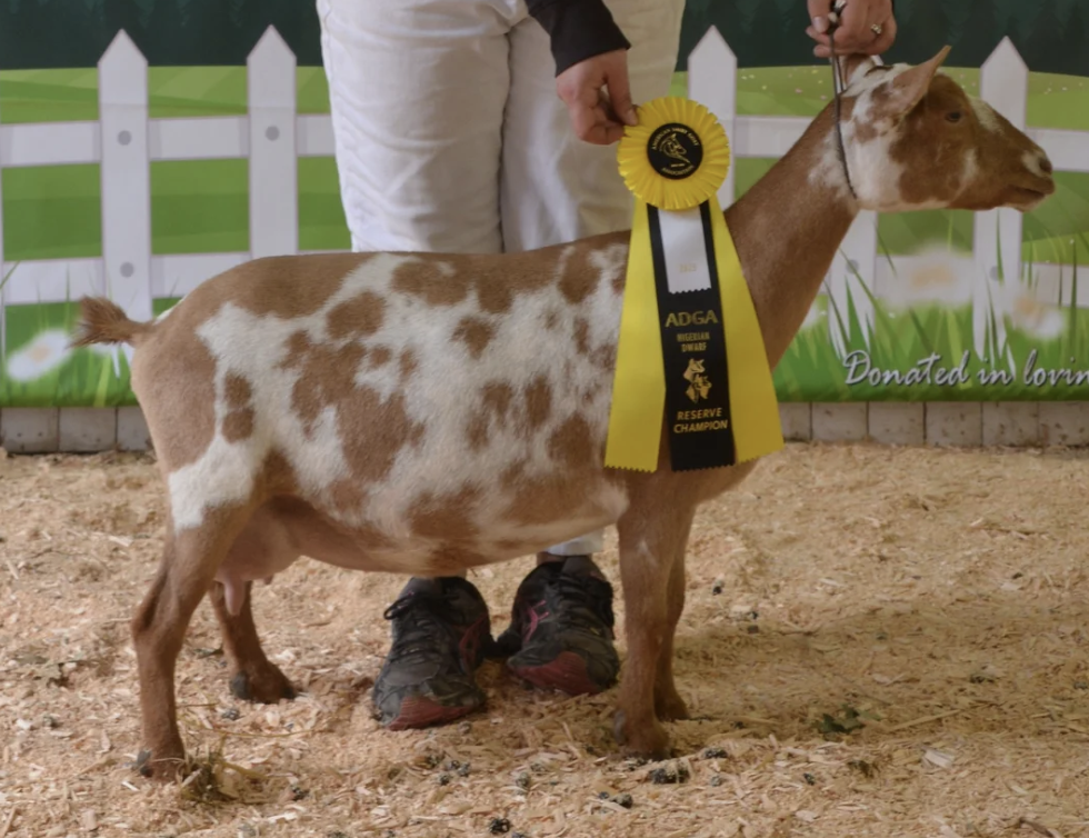 DDD: FeatherNScale Strawberry Pie 5*M GGVG 84 (photo courtesy Prince Well Farm)