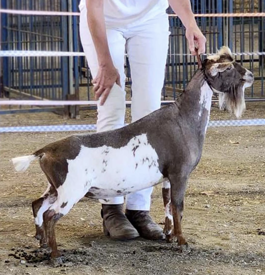 Haymaker Farm Hero of Ukraine +B (photo courtesy Haymaker Farm)