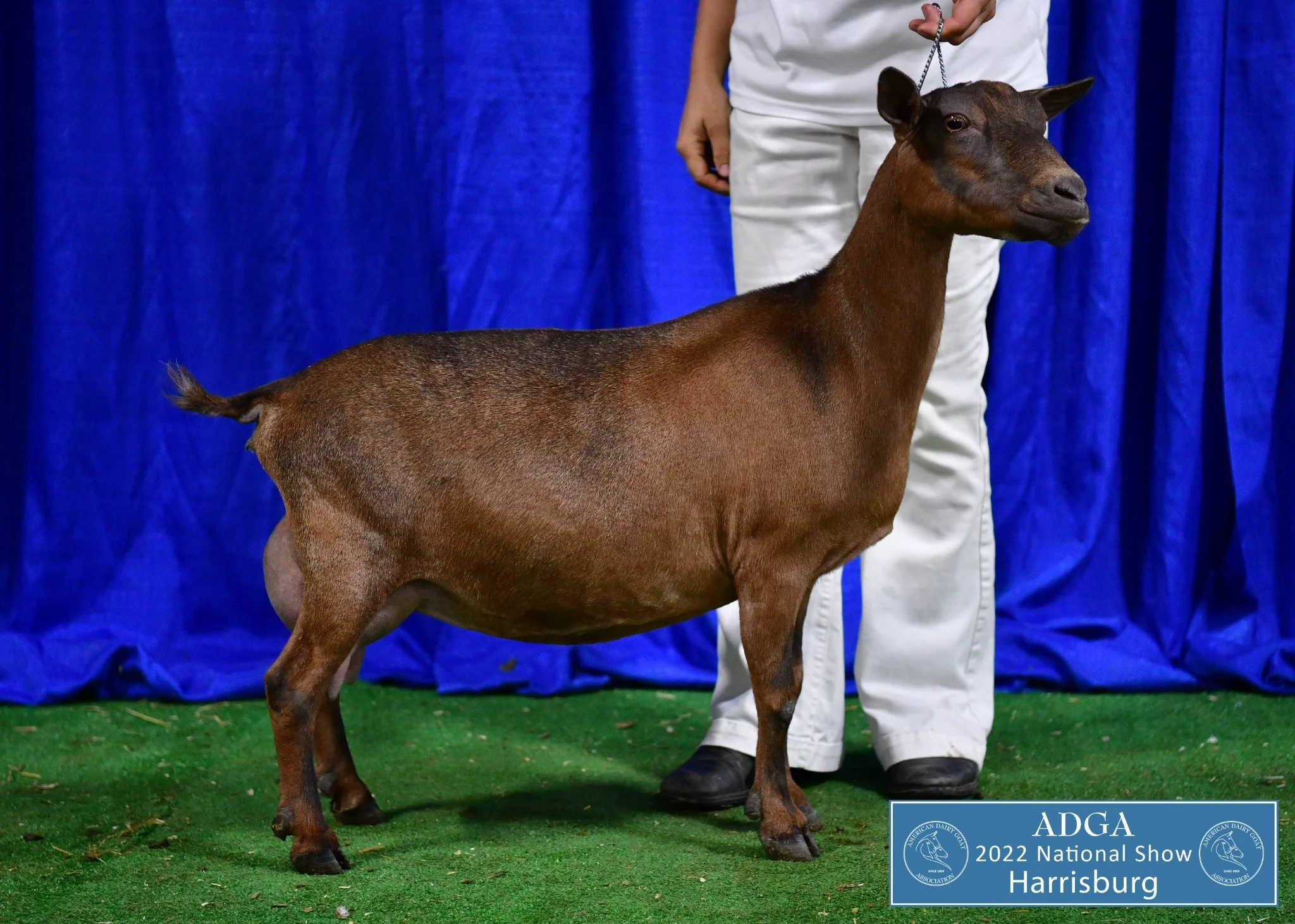 SD: GCH Sunny Daze Bananarama 4*M VVEE 90 (photo courtesy Sunny Daze Farm)