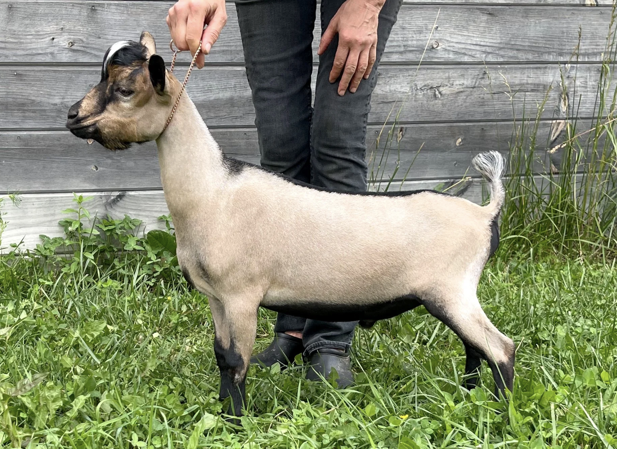 Haymaker Farm HRH Hunky Dory *B (pictured as a junior buck) (photo courtesy Haymaker Farm)