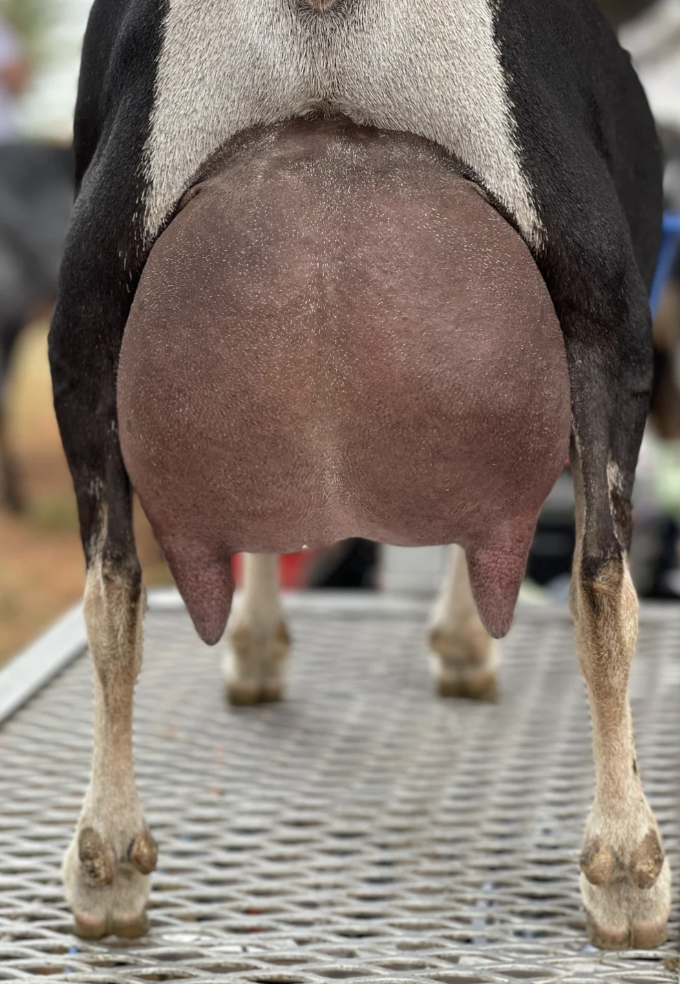 D: GCH FeatherNScale Snow Queen 7*M VVEV 89 (photo courtesy Haymaker Farm)