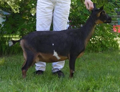 D: Fairlea Artemis 3*M VEVE 90 (pictured as first freshener) (photo courtesy Fairlea Farm)