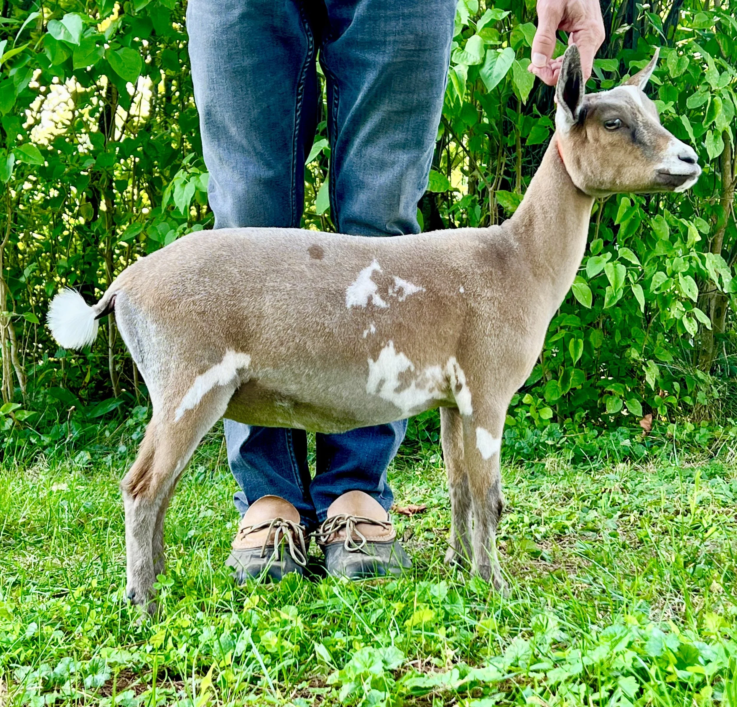 Juju at 5 months old