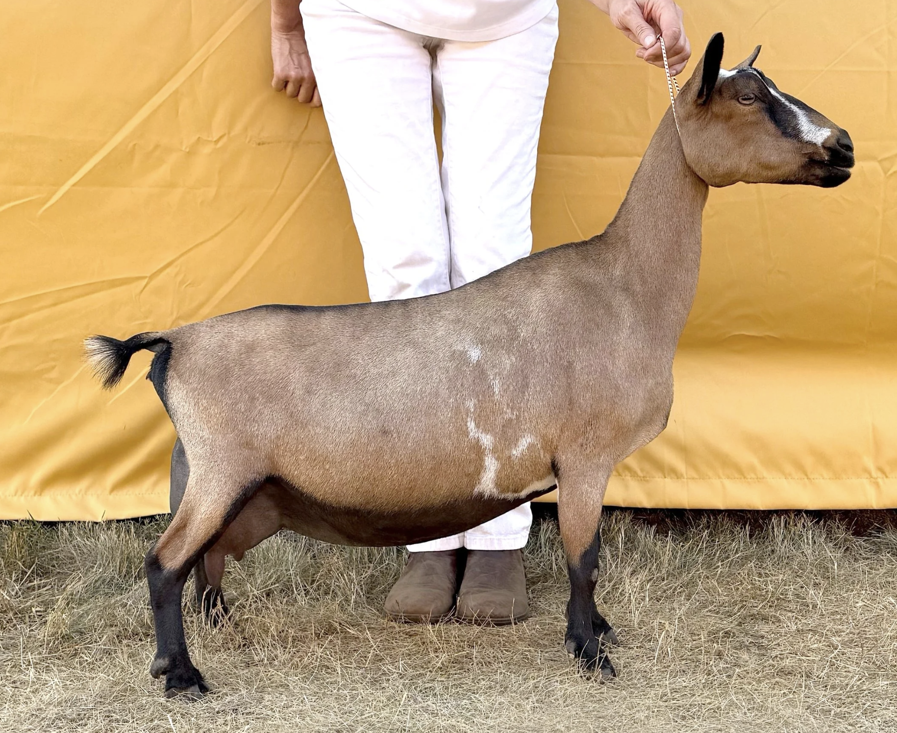 D: GCH FeatherNScale Lemon Zest 5*M (photo courtesy Haymaker Farm)