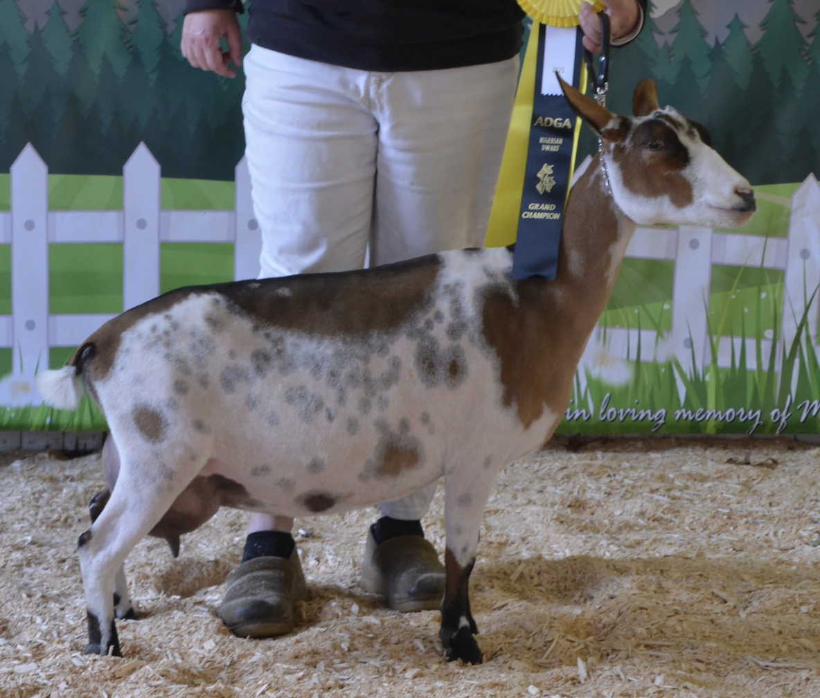 DD: Prince Well Farm Appletini 6*M GGGV 85 (photo courtesy Prince Well Farm)