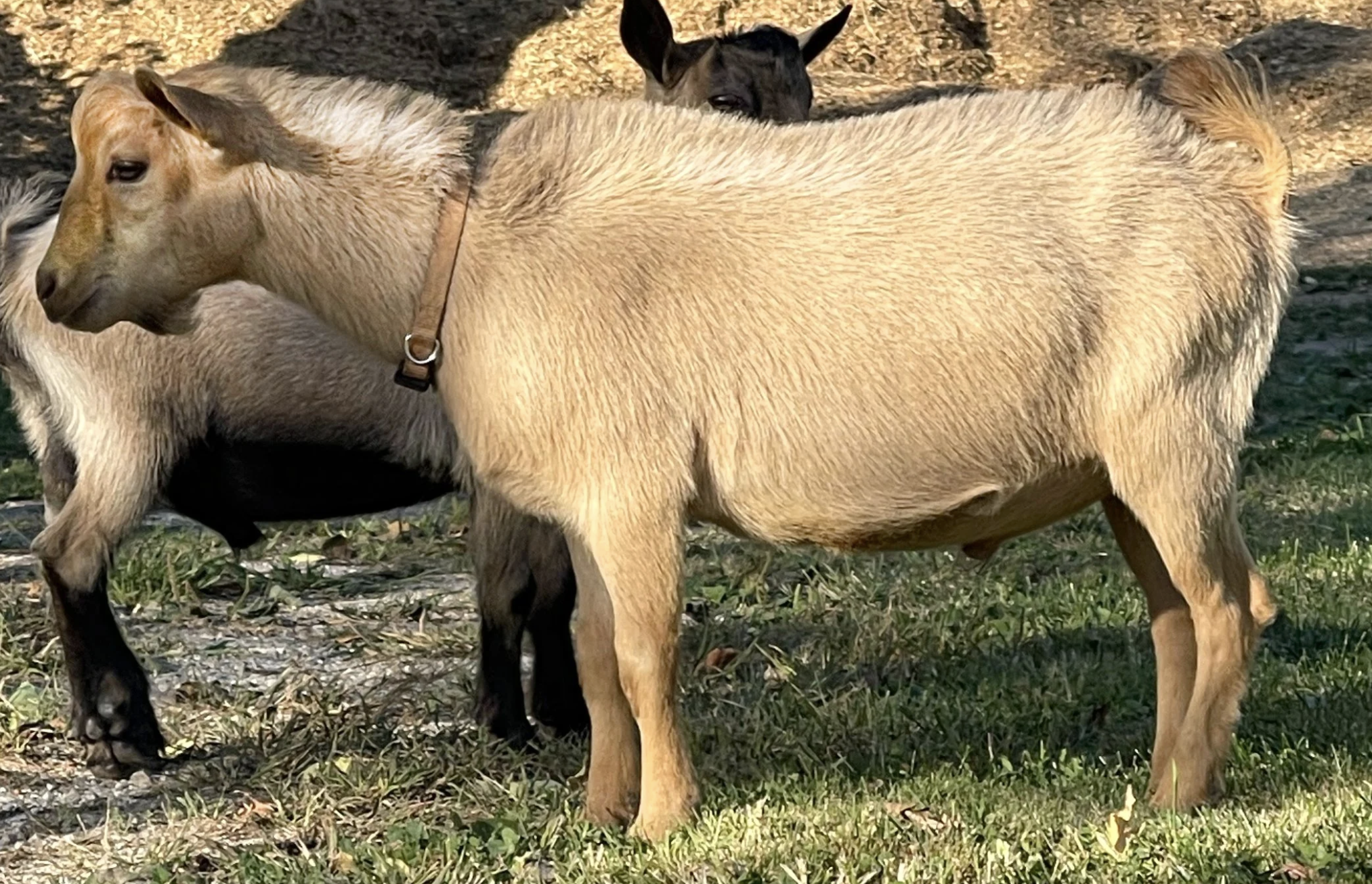 Haymaker Farm AG Apollo Gold (photo courtesy Haymaker Farm)