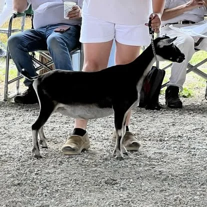 D: Prince Well Farm OSD Snowy (pictured as dry yearing) (photo courtesy Prince Well Farm)