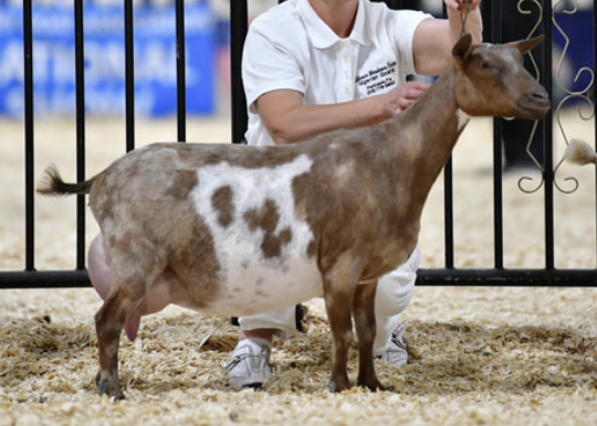 SSD: GCH Wood Bridge Farm Arabella 1*M VEEE 91 (photo courtesy Hilltown Meadows)