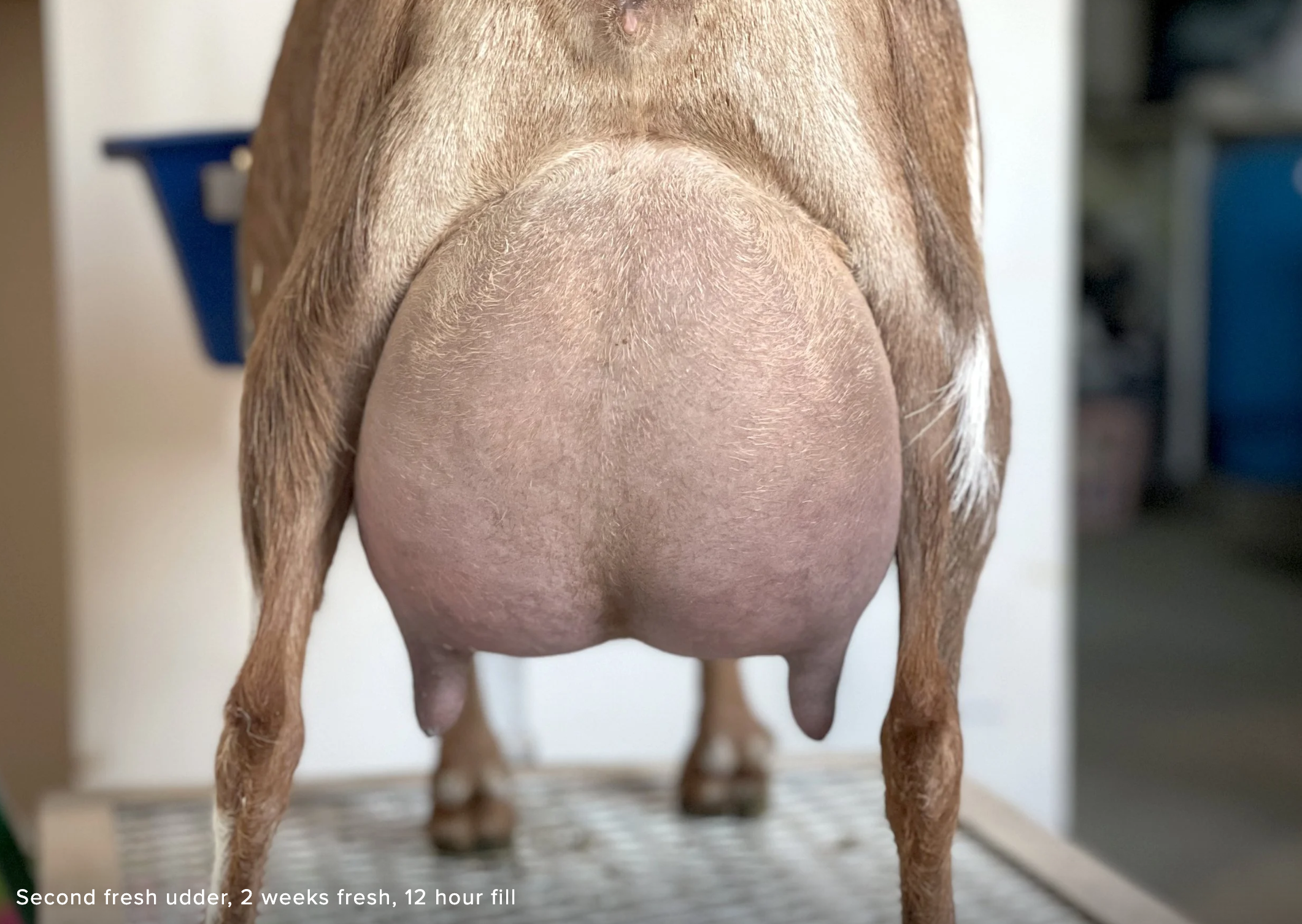 D: FeatherNScale ChocolateDipped 4*M (photo courtesy Haymaker Farm)