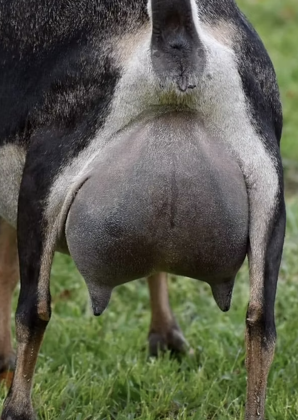 SD: GCH 40 West Farm Mary Jane 1*M EX 90 (photo courtesy Drewem Nigerians)