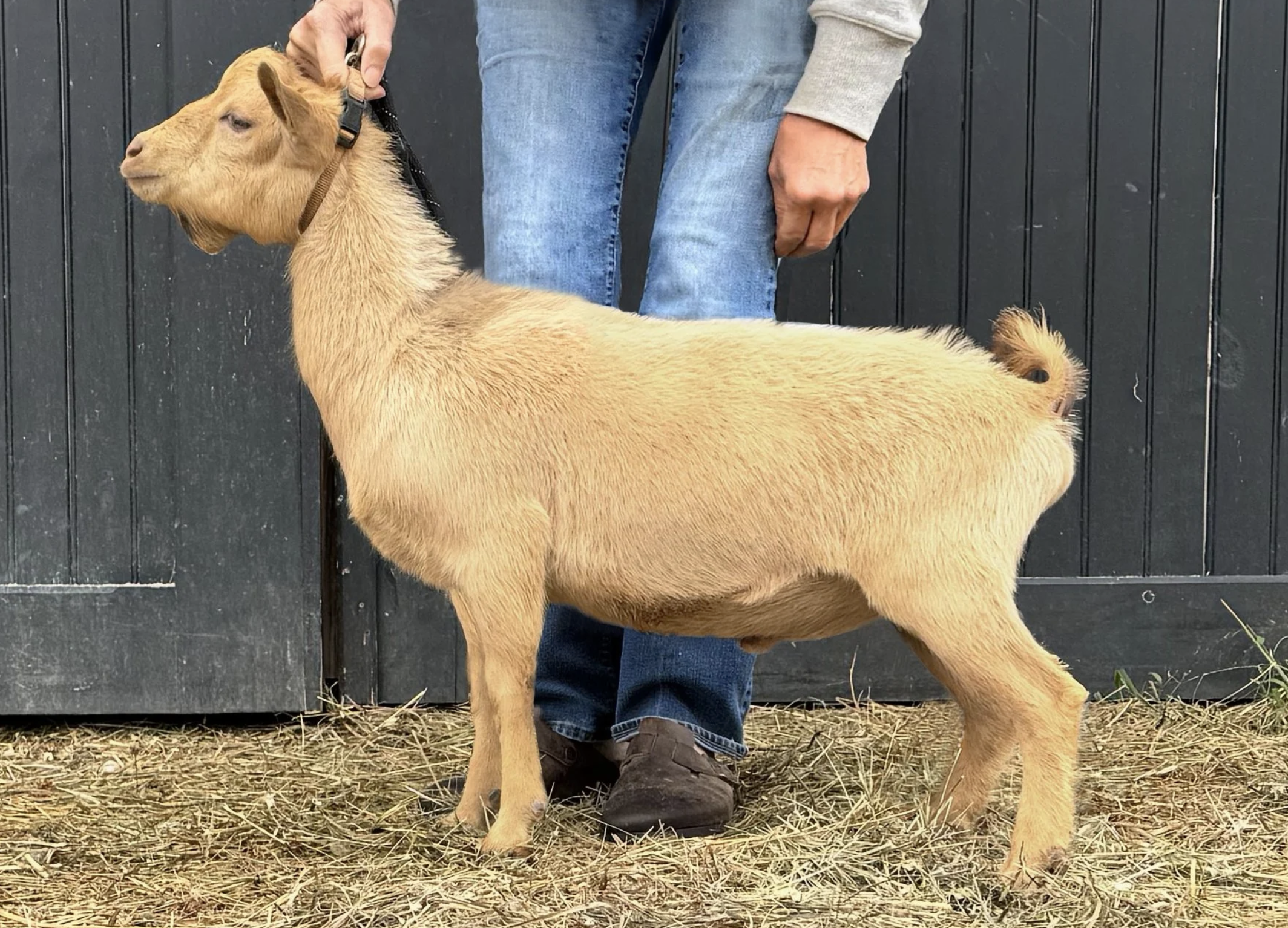 Haymaker Farm AG Apollo Gold (photo courtesy Haymaker Farm)