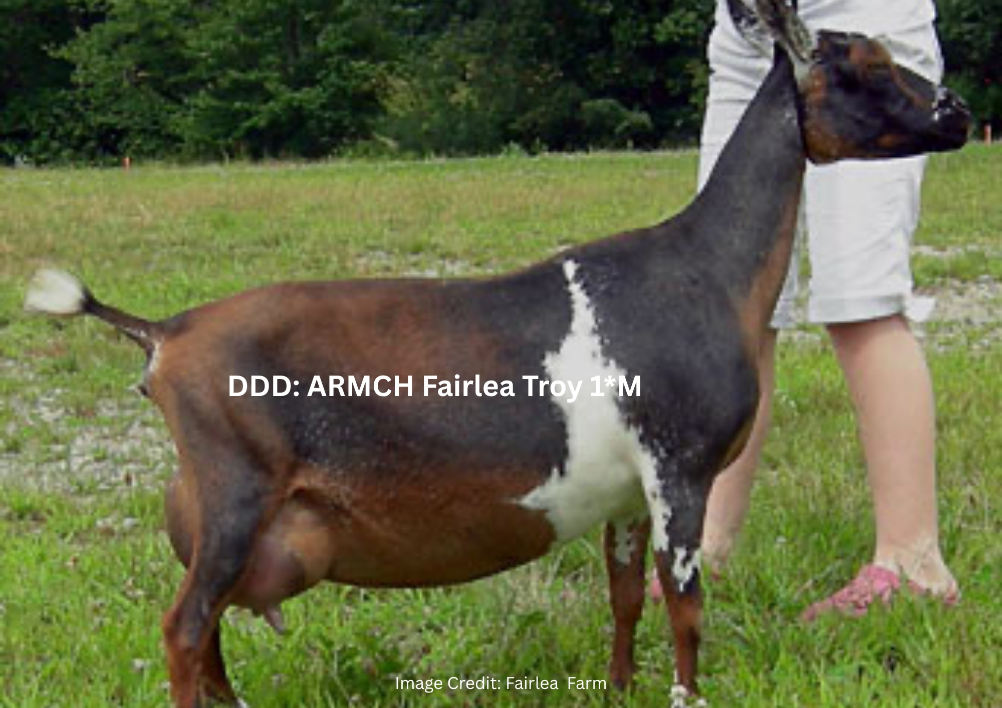 DAM Fairlea Artemis 3M VEVE 90 (7).png