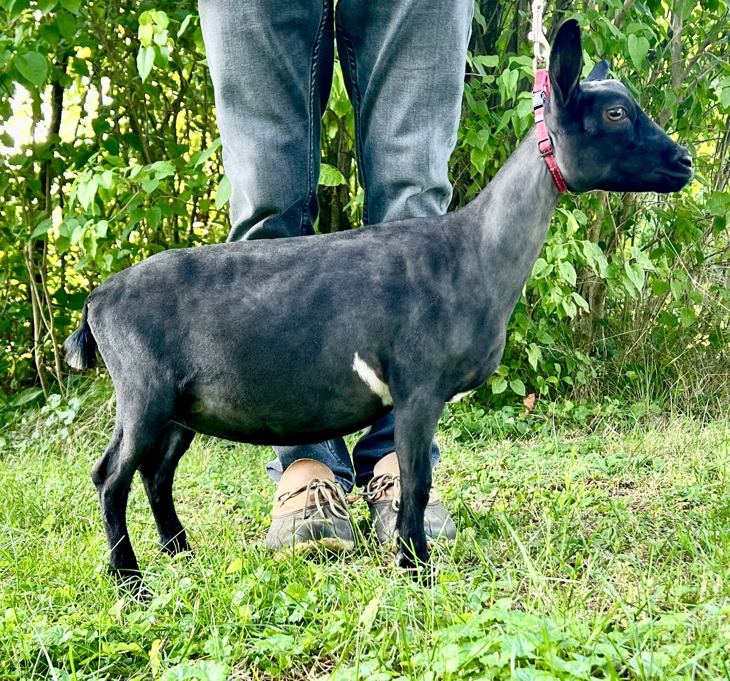 Plum at 5 months old