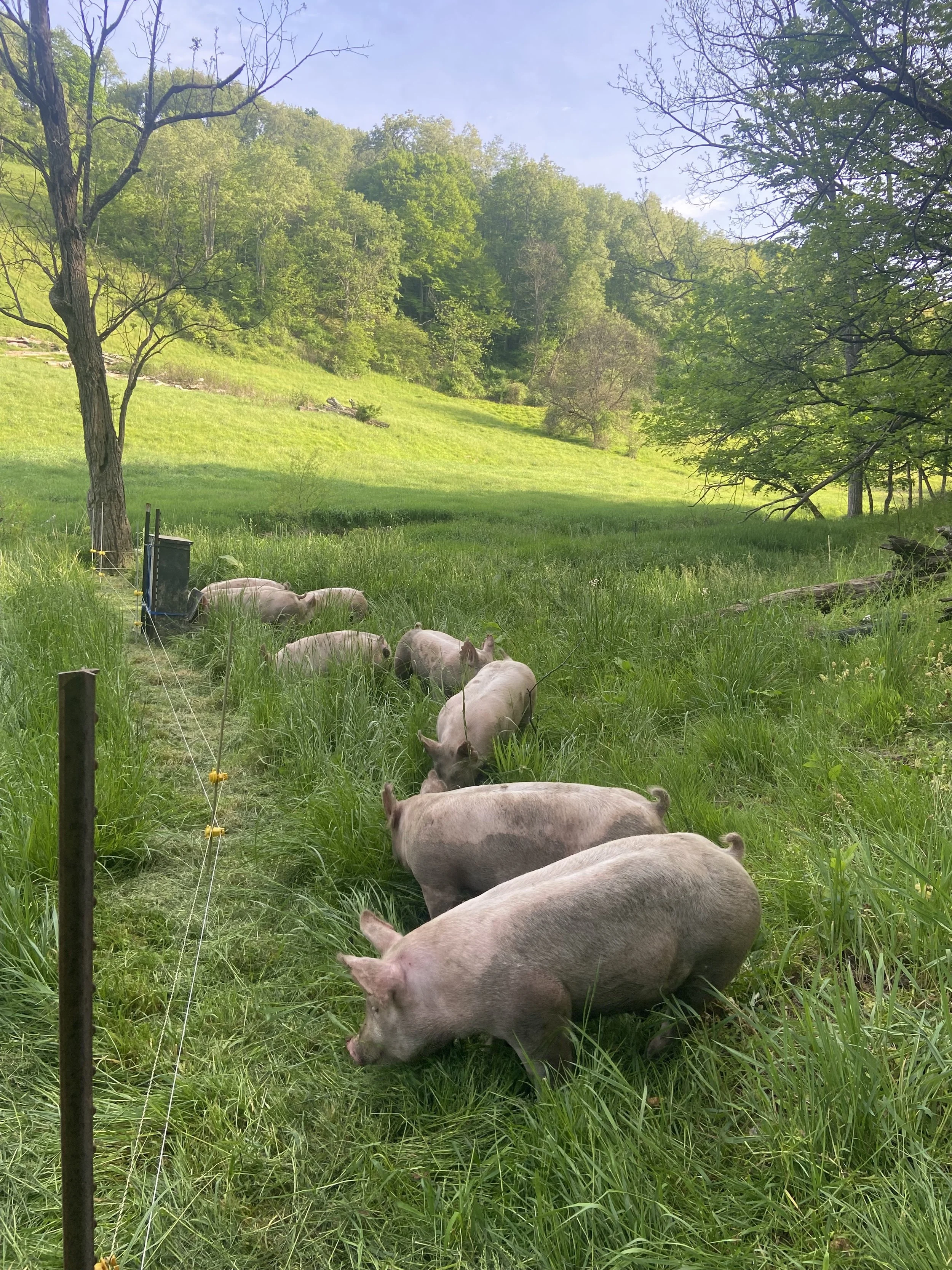 5 Reasons to Choose Pasture Raised Pork