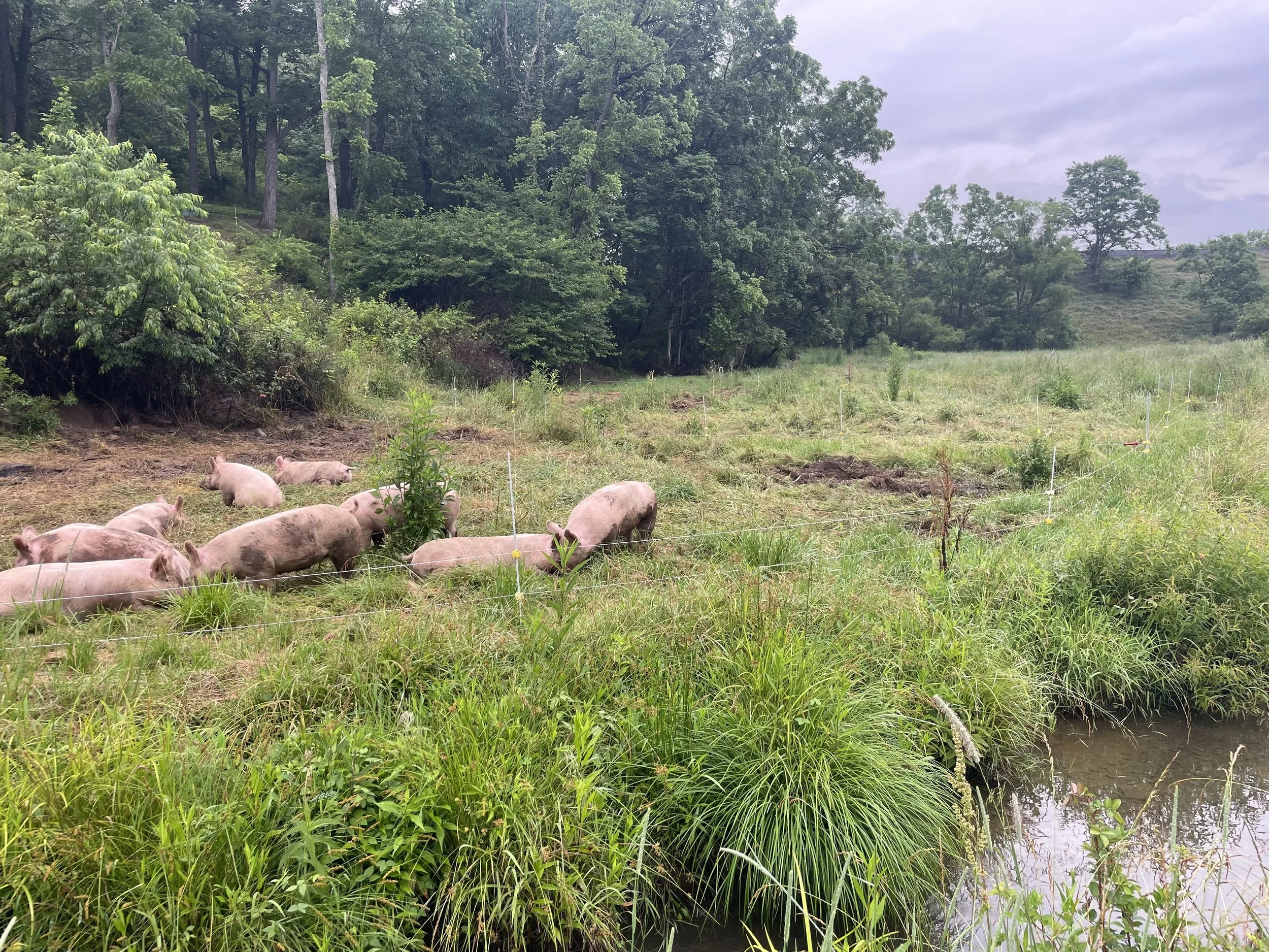 Why Isn’t There Grass Fed Pork?