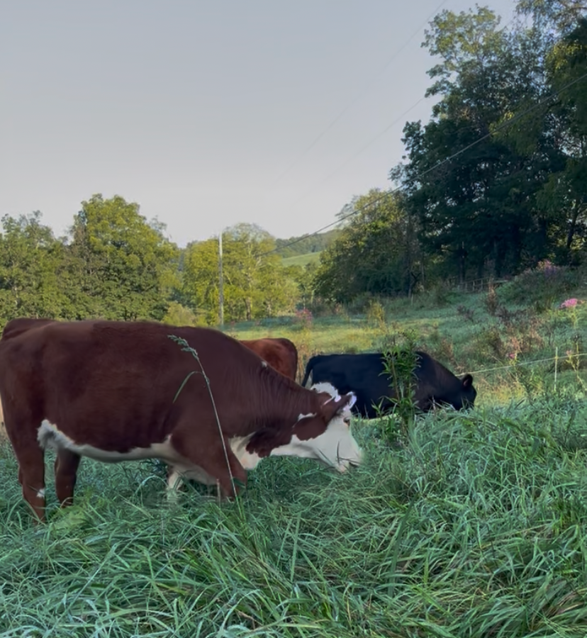 Why Biodiversity Wins on A Farm