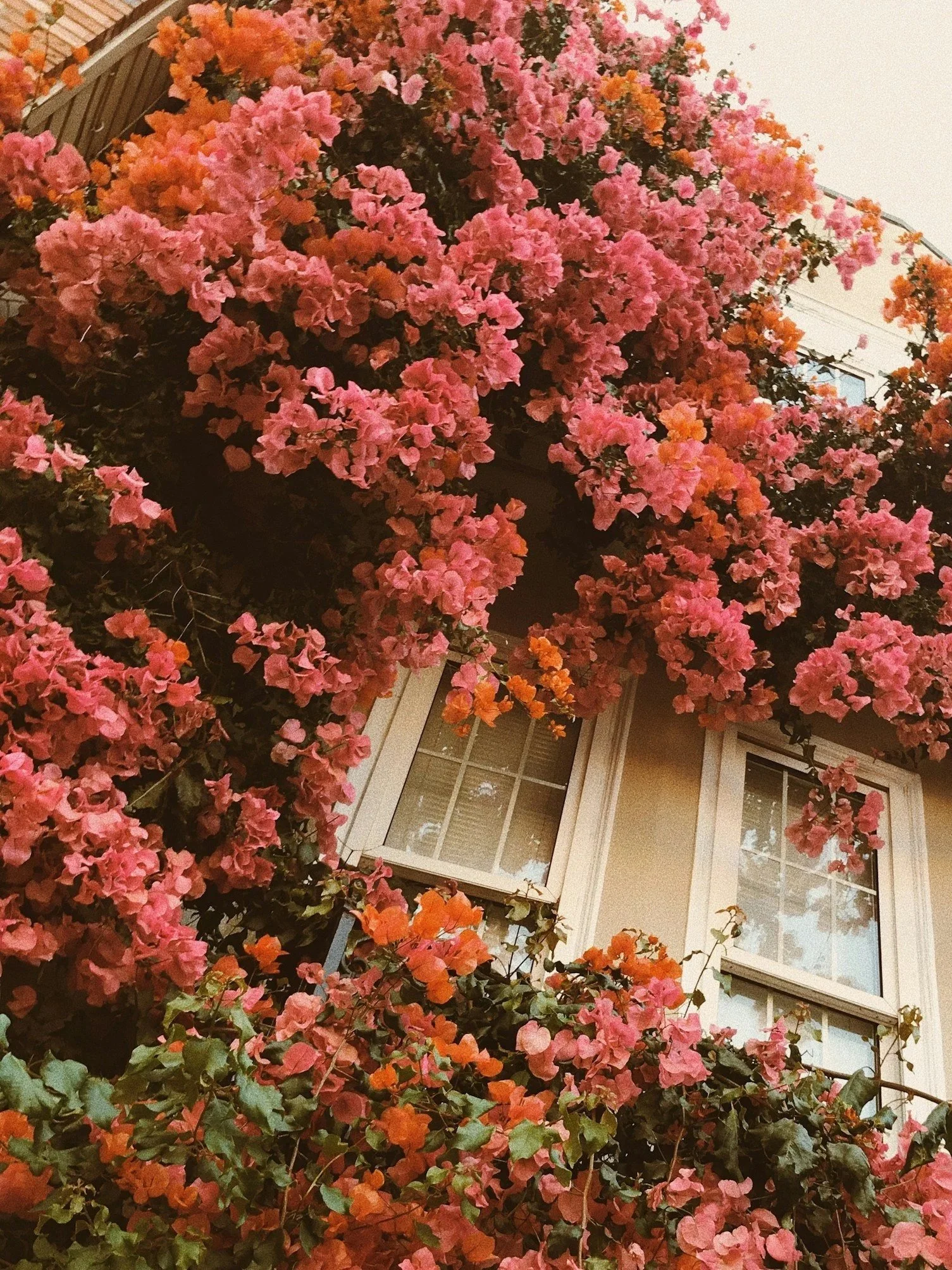 Bougainvillea climbing over windows
