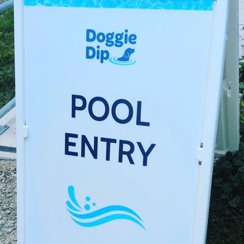 We celebrated Murphy's 1st birthday by taking him to the Oakville Doggie Dip 🎂🐾

Things Murphy loved: every single dog there. The treats and especially the vendors handing out the treats. 

Things Murphy did not love: the entire pool. All of it. He
