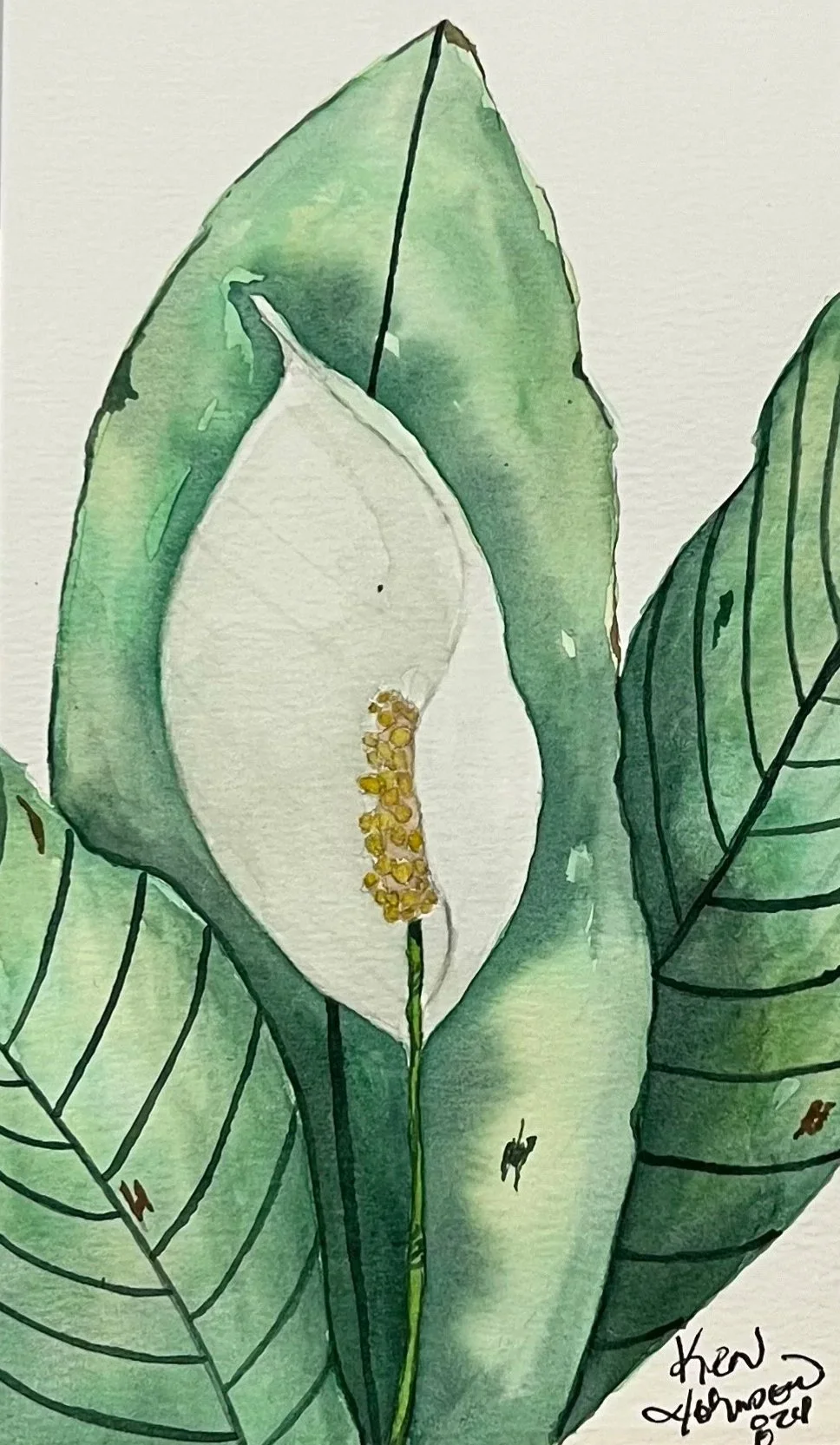 Watercolor painting of a white calla lily flower with large green leaves.