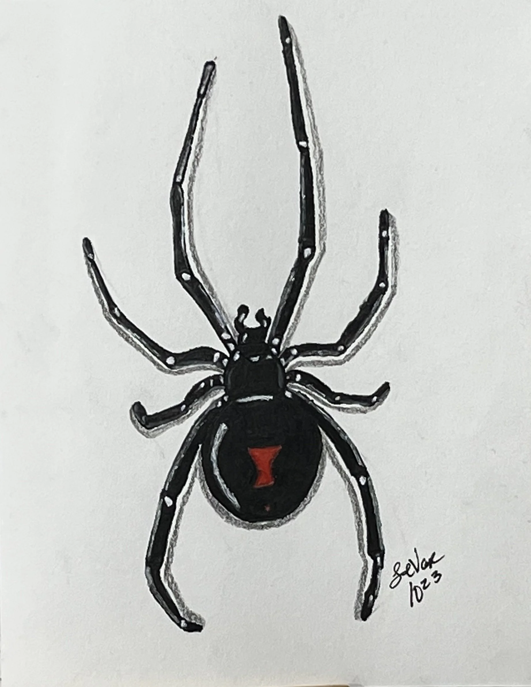 Black and white sketch of a spider hanging from its web with red marking on its abdomen. The artist's signature and date are in the bottom right corner.