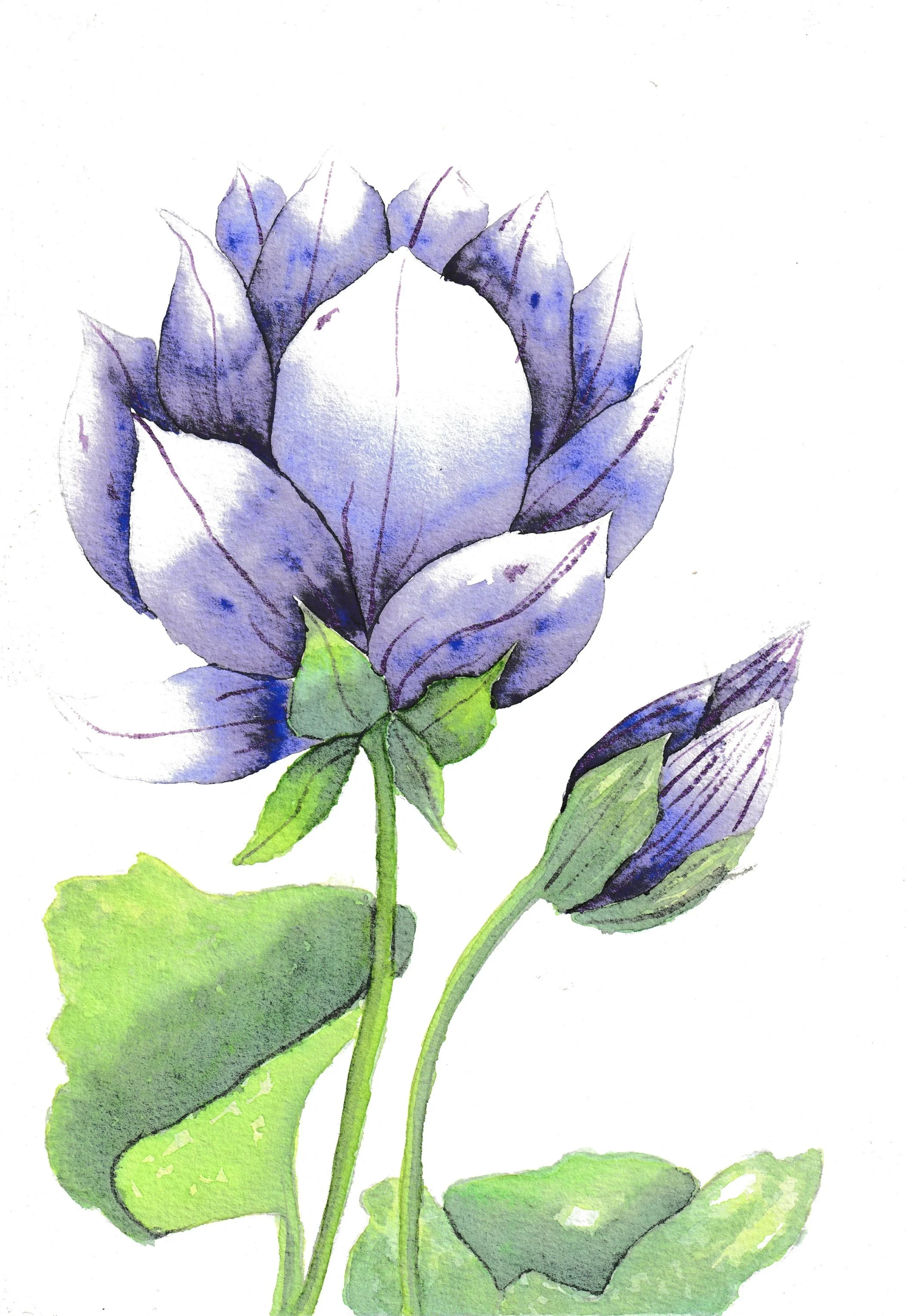 Watercolor painting of a purple flower with green leaves.