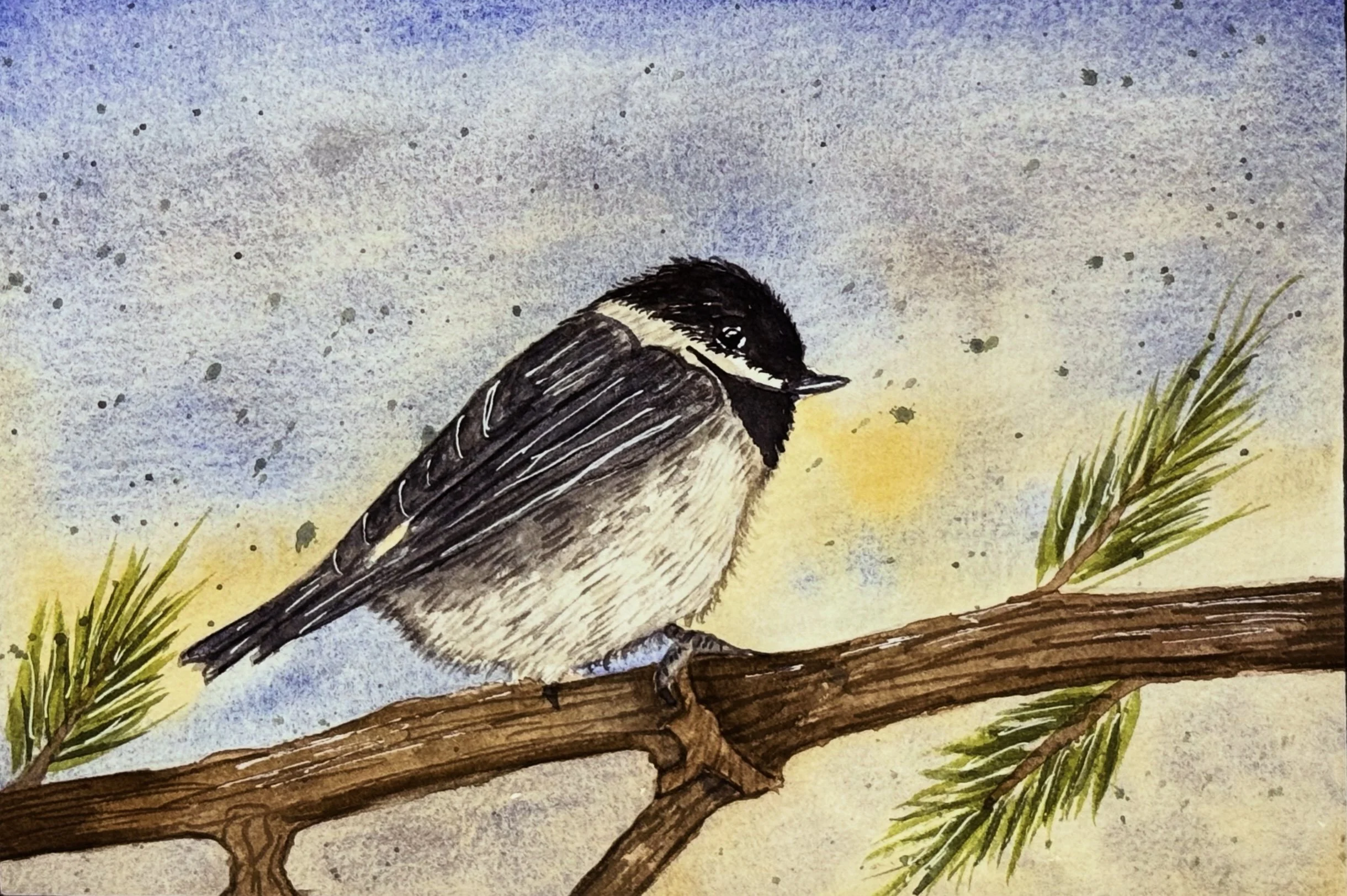 A detailed watercolor painting of a small bird with black and white plumage perched on a branch of a pine tree against a watercolor sky background.