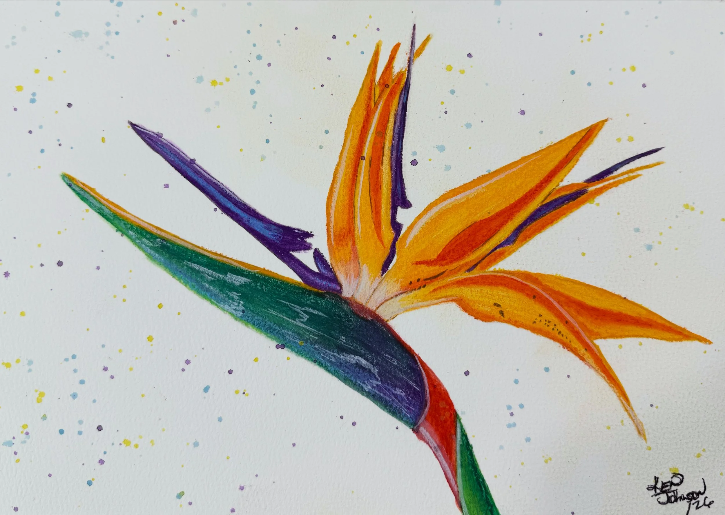 A colorful watercolor painting of a bird of paradise flower with orange, purple, green, and yellow petals and leaves, with yellow and purple splatters in the background.