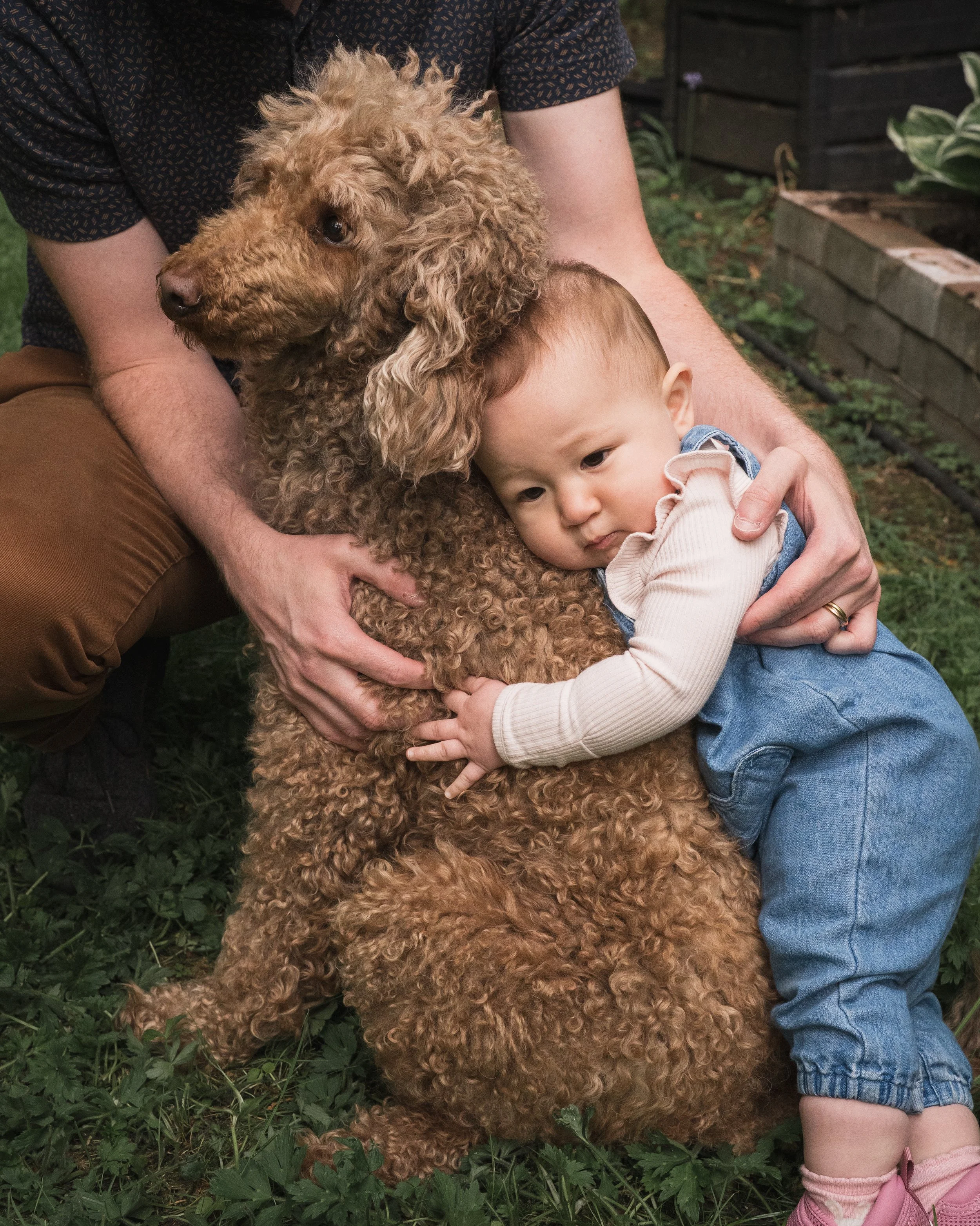 A child hugging a large, curly-haired brown dog outdoors, with an adult's arms partially visible around them, on grass with some plants and a wooden structure in the background.