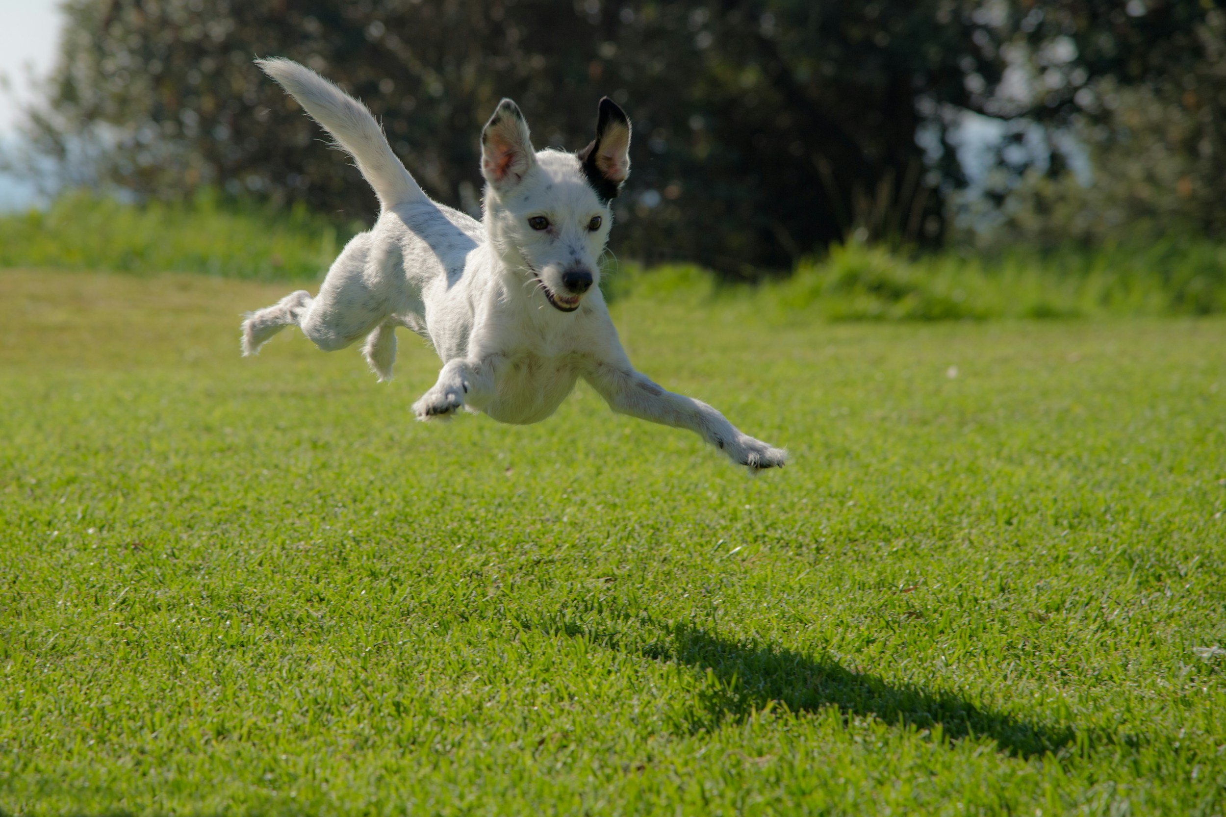 Agility Dog Club of NSW Inc